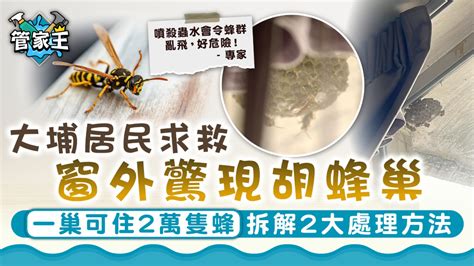 窗戶蜂窩|大埔居民窗外驚現胡蜂巢 發文求救應找誰處理？ 專家。